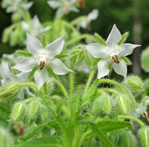 Borage 'Bianca'