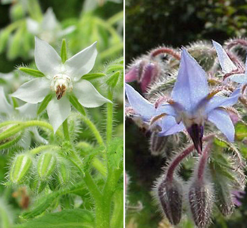 Borage 'Mixed'