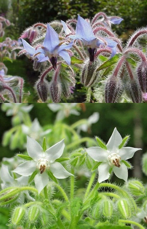 Borage 'Mixed'