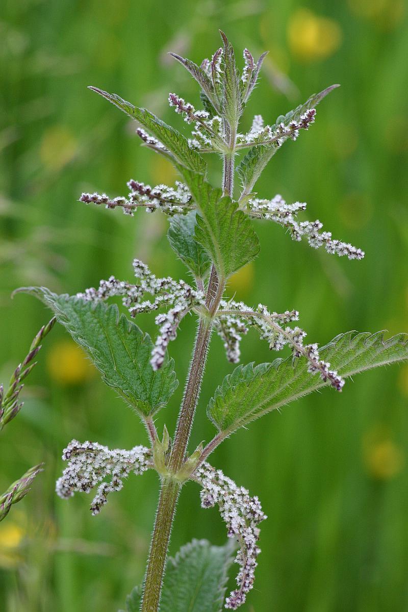 Brandnetel, Grote
