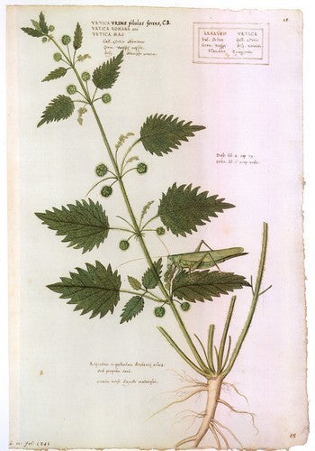 Brandnetel, Grote