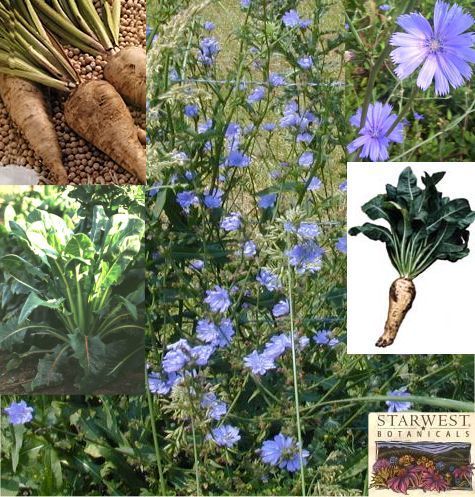 Cichorei 'Maagdenburger' / 'di Chiavari'