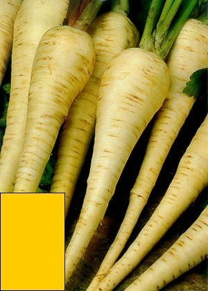 Cichorei 'Maagdenburger' / 'di Chiavari'