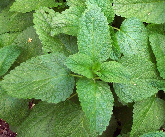Lemon balm