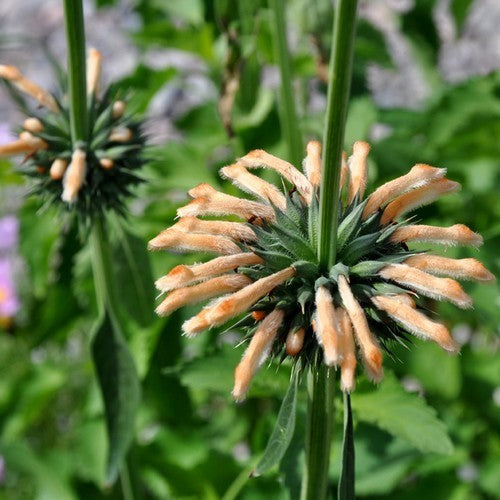 Dagga 'Shrimpcoctail'