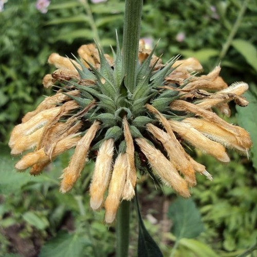 Dagga 'Shrimpcoctail'