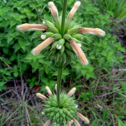 Dagga 'Shrimpcoctail'