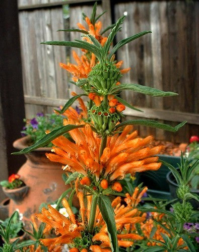 Dagga 'Staircase'