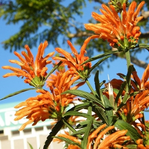 Dagga, Wilde
