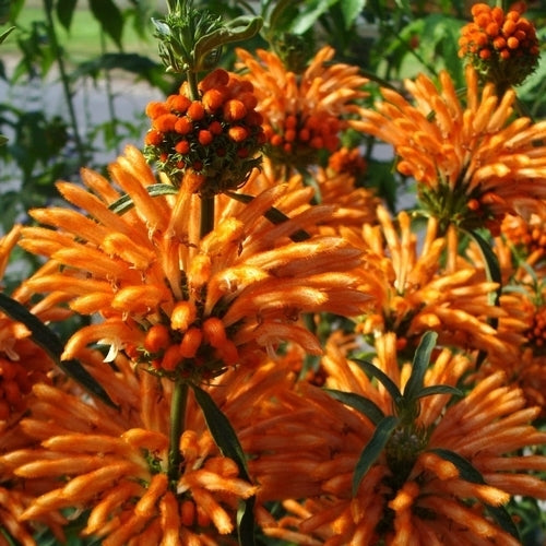 Dagga, Wilde