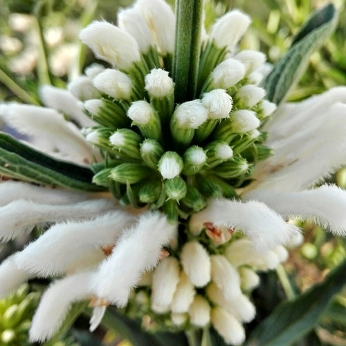Dagga, Wilde Witte 'Alba' / 'Albiflora'