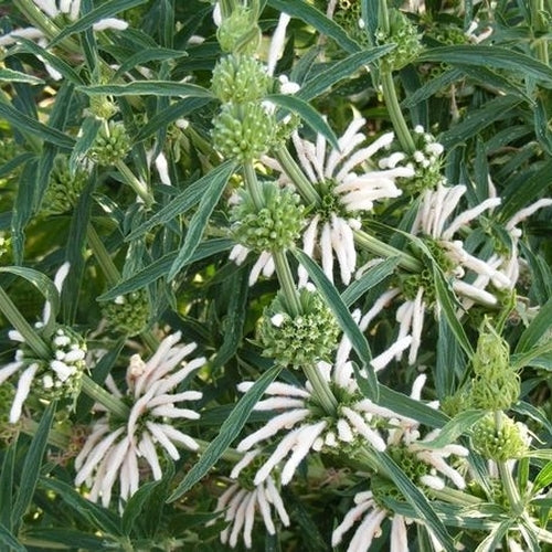 Dagga, Wilde Witte 'Alba' / 'Albiflora'