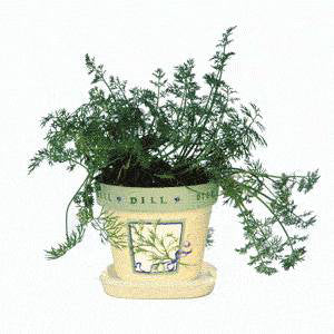 Dille 'Fernleaf' / 'Compatto'