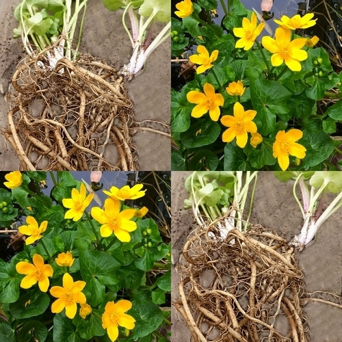 Dotterbloem