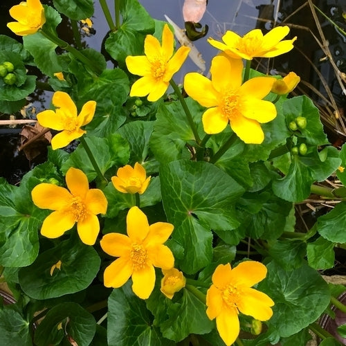 Dotterbloem
