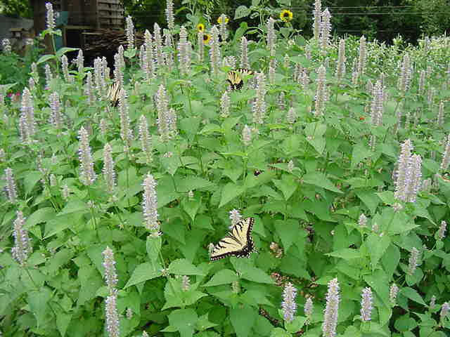 Dropplant