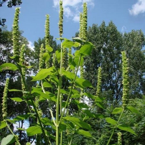 Dropplant. Reuzen