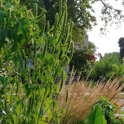 Dropplant. Reuzen