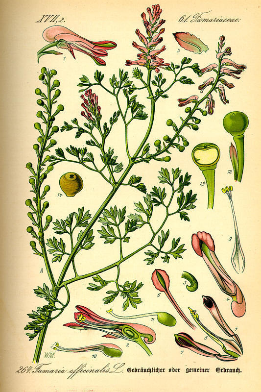 Common Fumitory