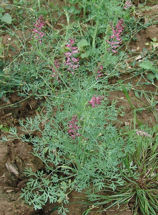 Common Fumitory