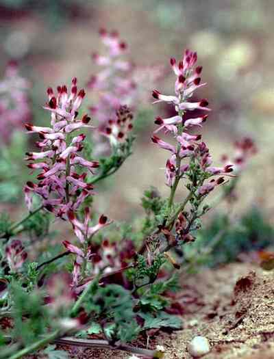 Common Fumitory