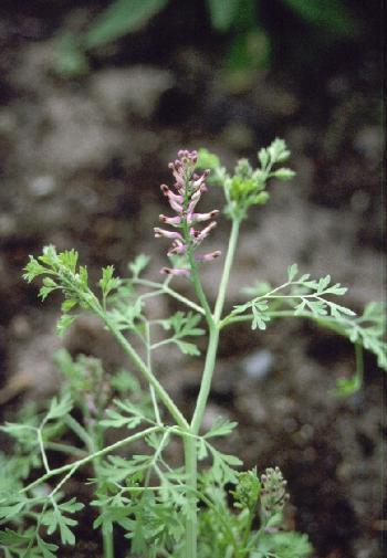 Common Fumitory