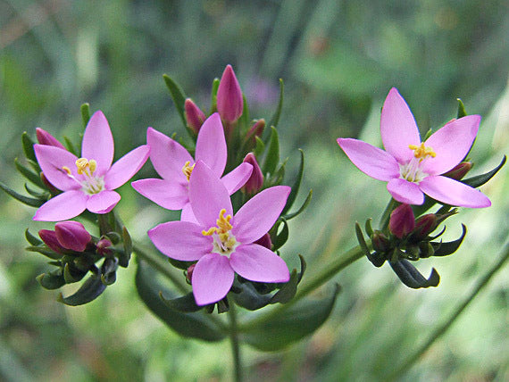 Centaury, Common