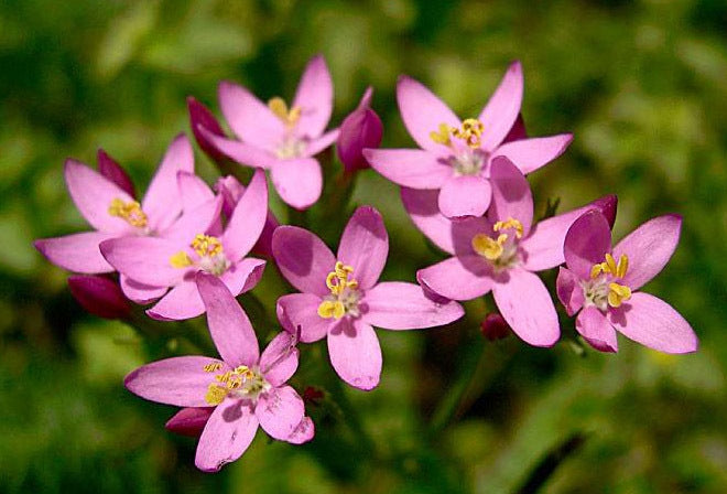 Centaury, Common