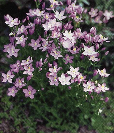 Centaury, Common