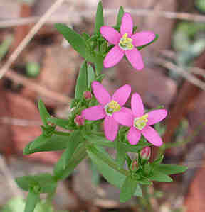 Centaury, Common