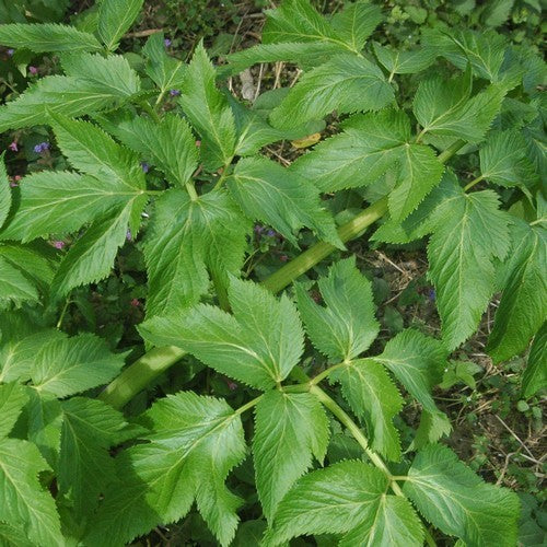 Engelwortel 'Holy Ghost'