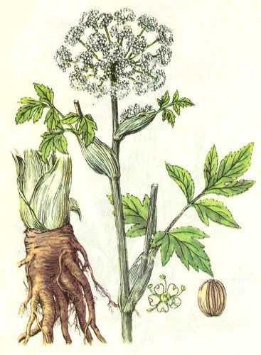 Engelwortel 'Holy Ghost'