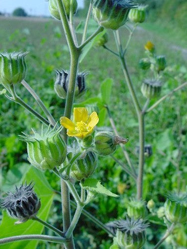 Fluweelblad