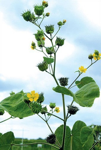 Fluweelblad