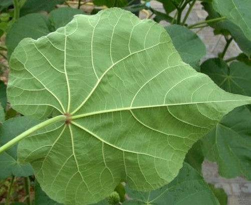 Fluweelblad
