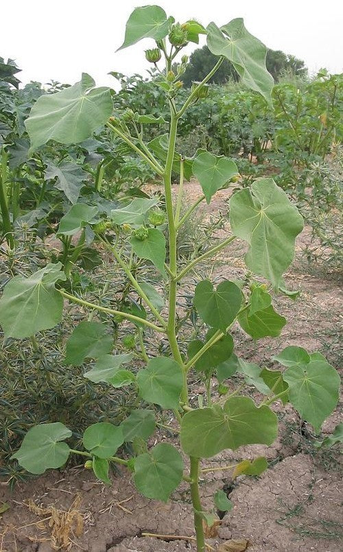 Fluweelblad