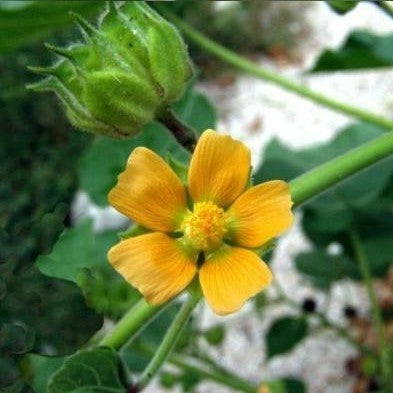 Fluweelblad