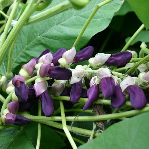 Fluweelboon