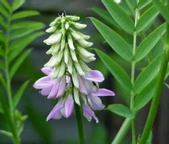 Goat's rue