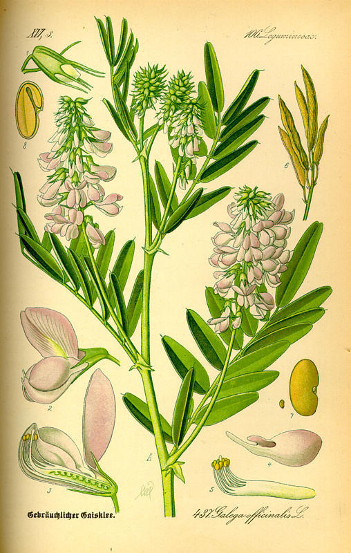 Goat's rue