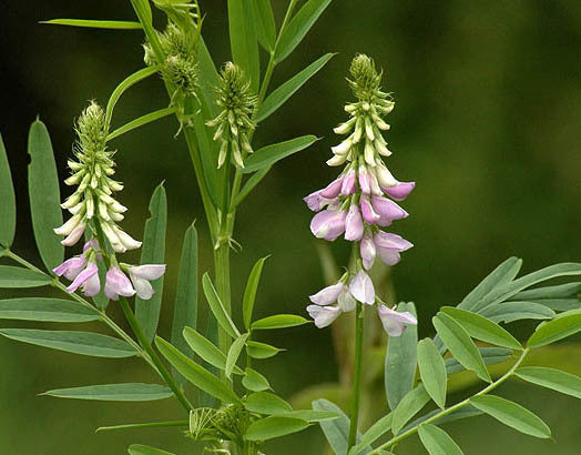 Goat's rue