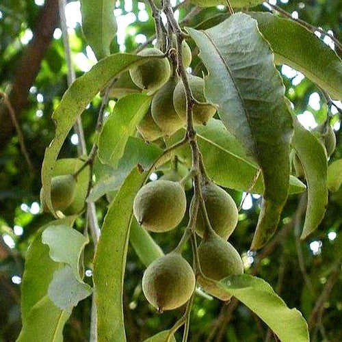 Geluksboon