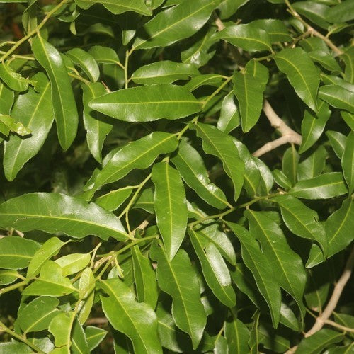 Geluksboon