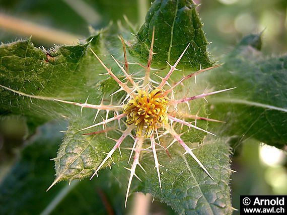 Blessed Thistle
