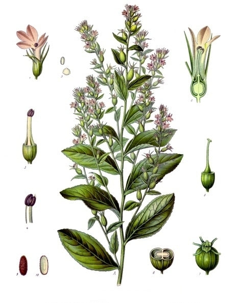 Gezwollen lobelia