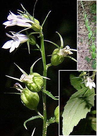 Gezwollen lobelia