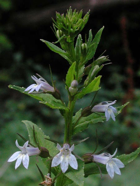 Gezwollen lobelia