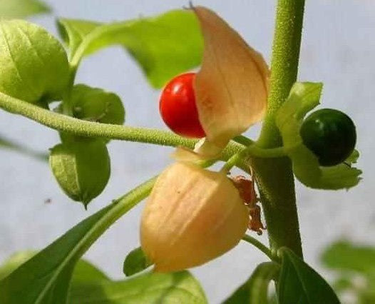 Ginseng, Indiase