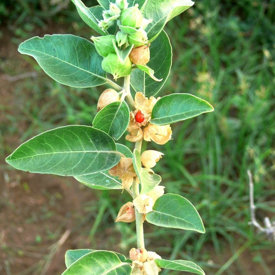 Ginseng, Indiase
