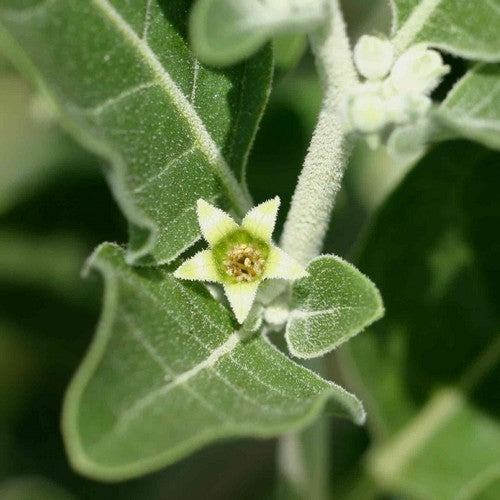 Ginseng, Indiase